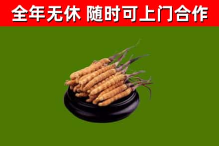 儋州回收散虫草