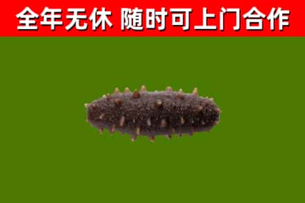 儋州回收海参干